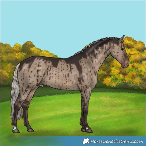Horse Color:Silver Brown Dun Appaloosa Rabicano Brindle 