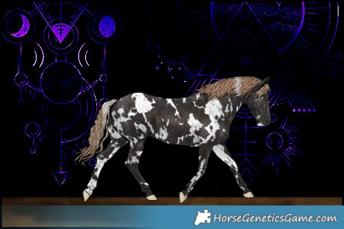 Horse Color:White Spotted Liver Chestnut