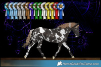 Horse Color:White Spotted Liver Chestnut