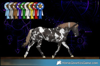 Horse Color:White Spotted Liver Chestnut