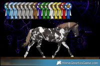 Horse Color:White Spotted Liver Chestnut 