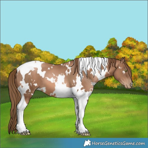 Horse Color:White Spotted Liver Chestnut Pearl Tobiano 