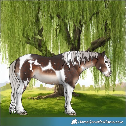 Horse Color:White Spotted Silver Brown Splash Tobiano 