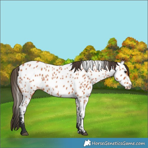 Horse Color:Bay Near Leopard 