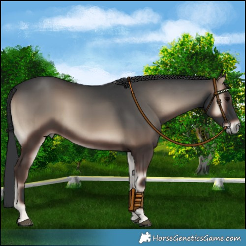 Horse Color:Blue Onyx 