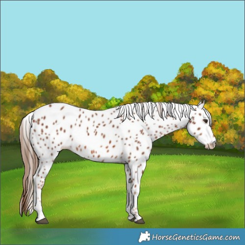 Horse Color:Chestnut Leopard 