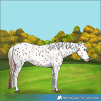 Horse Color:Chestnut Leopard