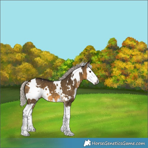 Horse Color:Gray White Spotted Silver Buckskin Dun Splash 