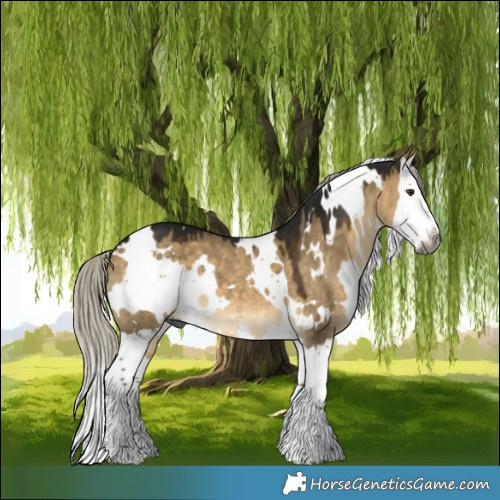 Horse Color:Gray White Spotted Silver Buckskin Dun Splash 