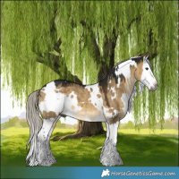 Horse Color:Gray White Spotted Silver Buckskin Dun Splash 