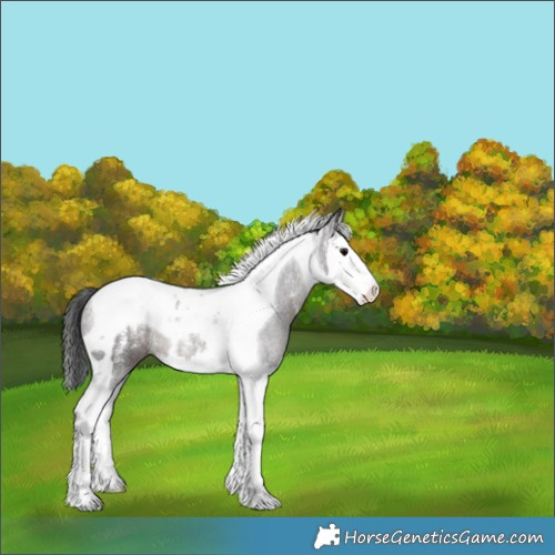 Horse Color:Powder White Brown Splash Tobiano