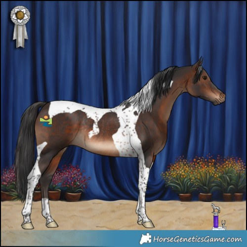 Horse Color:Brown Tobiano Rabicano