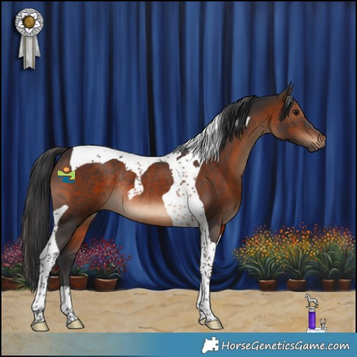 Horse Color:Brown Tobiano Rabicano 