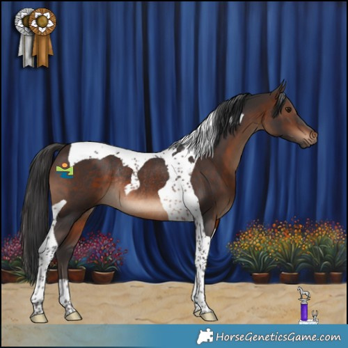 Horse Color:Brown Tobiano Rabicano 