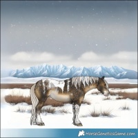 Horse Color:Powder White Silver Buckskin Tobiano 