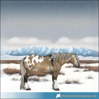 Horse Color:Gray Silver Buckskin Dun Tobiano Blanket 