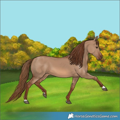 Horse Color:Red Dun 