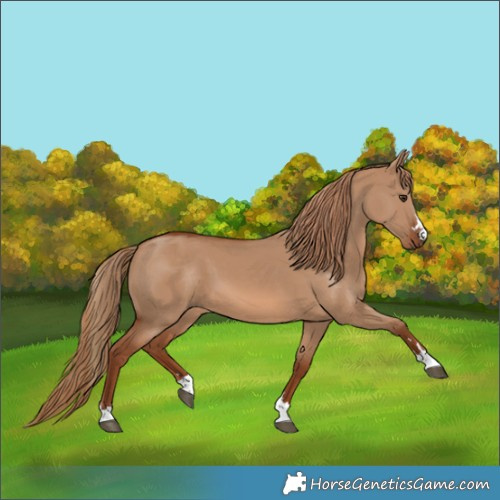 Horse Color:Red Dun 
