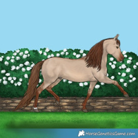 Horse Color:Red Dun 