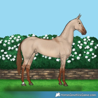 Horse Color:Red Dun 