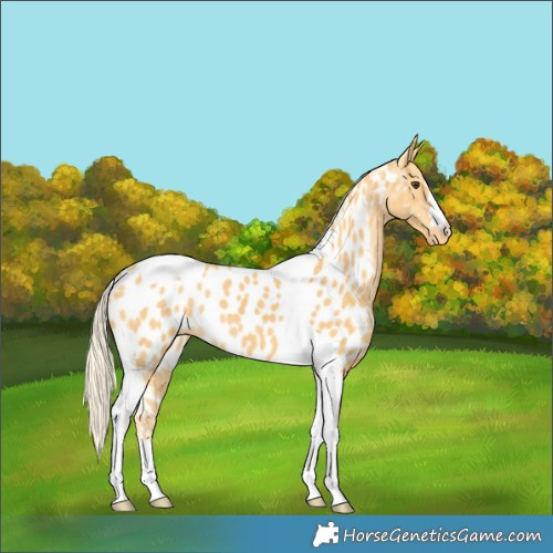 Horse Color:Palomino Tobiano Appaloosa