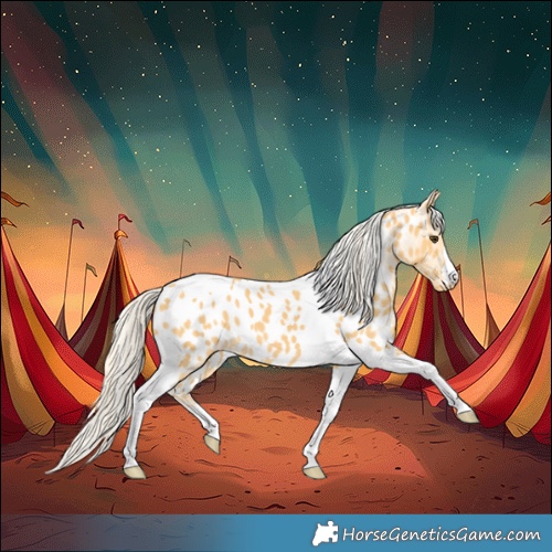 Horse Color:Palomino Tobiano Appaloosa 