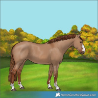 Horse Color:Red Dun 