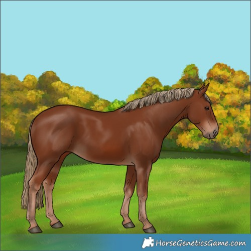 Horse Color:Chestnut 
