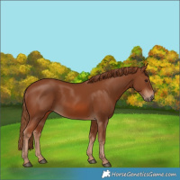 Horse Color:Chestnut 