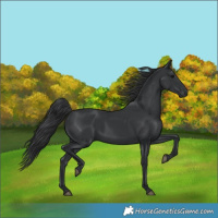 Horse Color:Black 