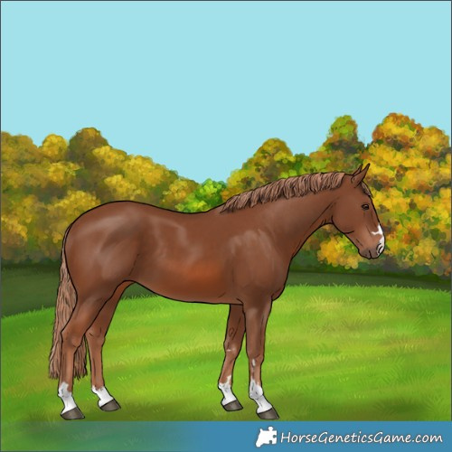 Horse Color:Chestnut 