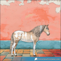 Horse Color:Gray Chocolate Palomino Snowdrop Dun Tobiano Appaloosa 