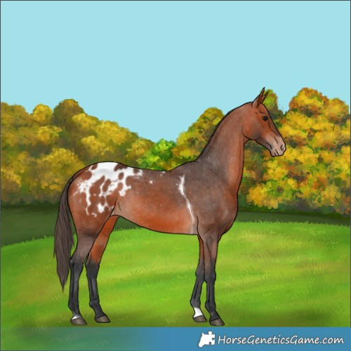 Horse Color:Bay Tobiano Appaloosa