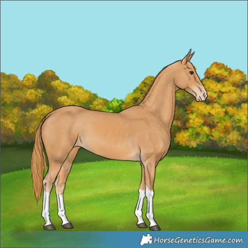 Horse Color:Chestnut Tobiano Appaloosa