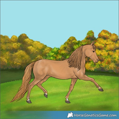 Horse Color:Chestnut Rabicano 