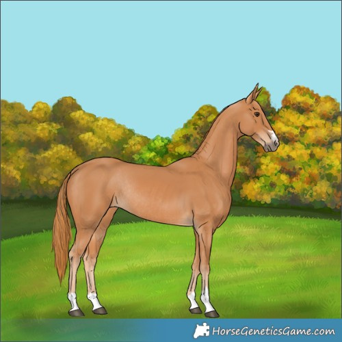 Horse Color:Chestnut Rabicano