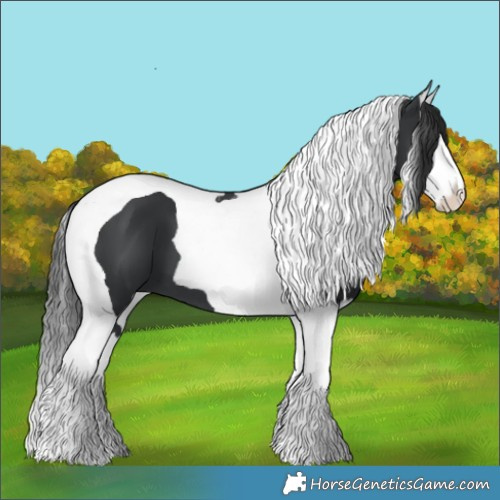 Horse Color:Black Splash Tobiano 