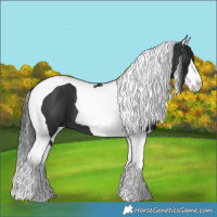Horse Color:Black Splash Tobiano 