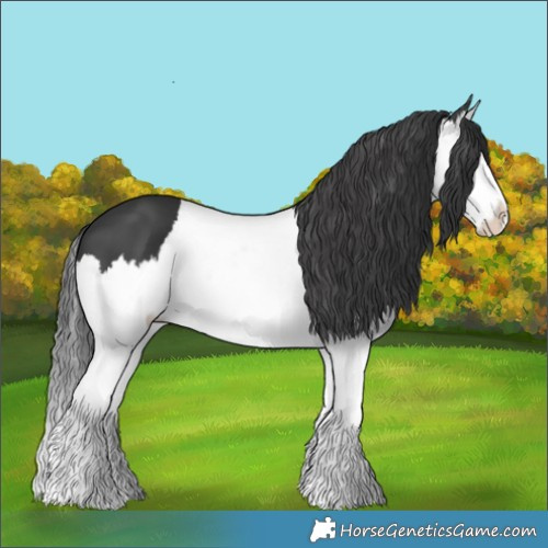 Horse Color:Black Splash 