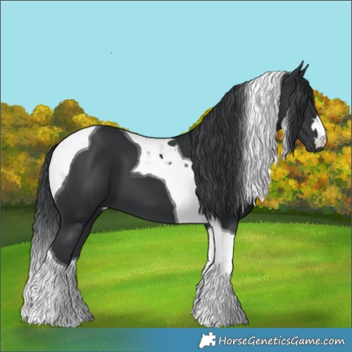 Horse Color:Black Tobiano 