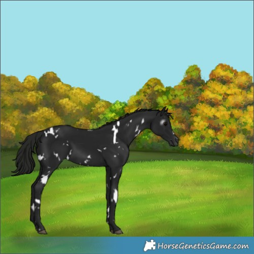 Horse Color:Gray White Spotted Black