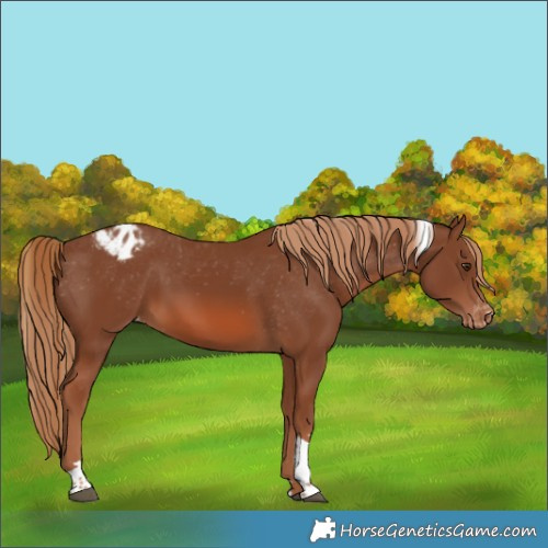 Horse Color:Chestnut Tobiano Varnish 