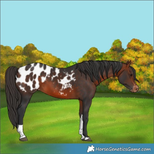 Horse Color:Bay Tobiano Blanket 