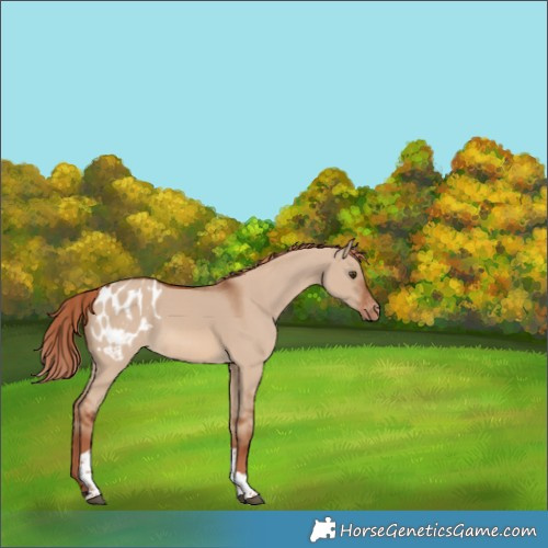 Horse Color:Red Dun Tobiano Appaloosa
