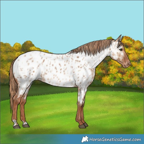 Horse Color:Red Dun Appaloosa  and Red Dun Appaloosa 