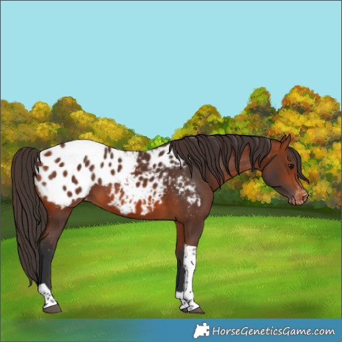 Horse Color:Bay Tobiano Blanket 