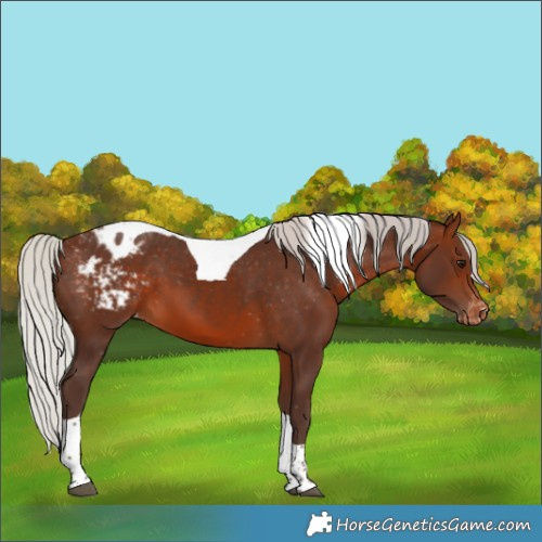 Horse Color:Silver Brown Tobiano Varnish 