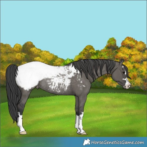 Horse Color:Grullo Appaloosa Rabicano