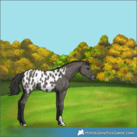 Horse Color:Grullo Appaloosa