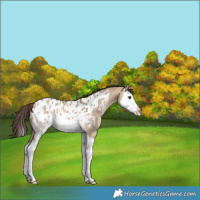 Horse Color:Bay Dun Splash Blanket 
